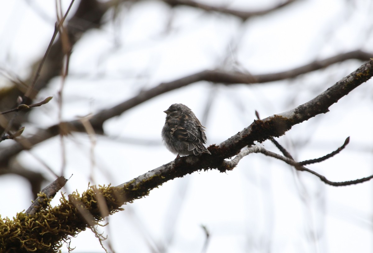 Redpoll (Common) - ML59143261