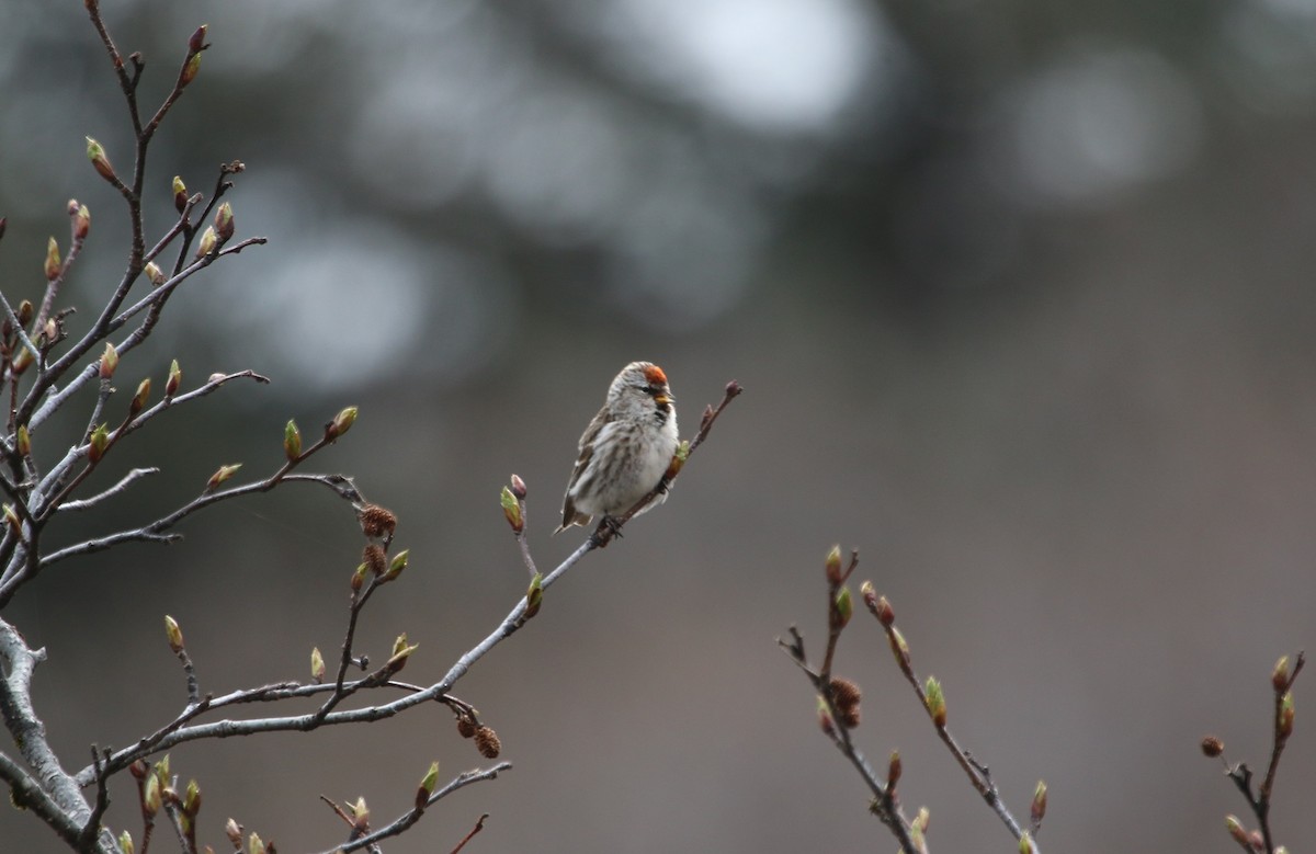 Redpoll (Common) - ML59143271