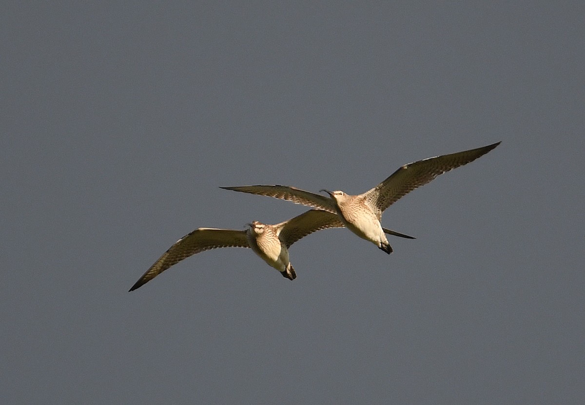 Whimbrel - Andreas Deissner