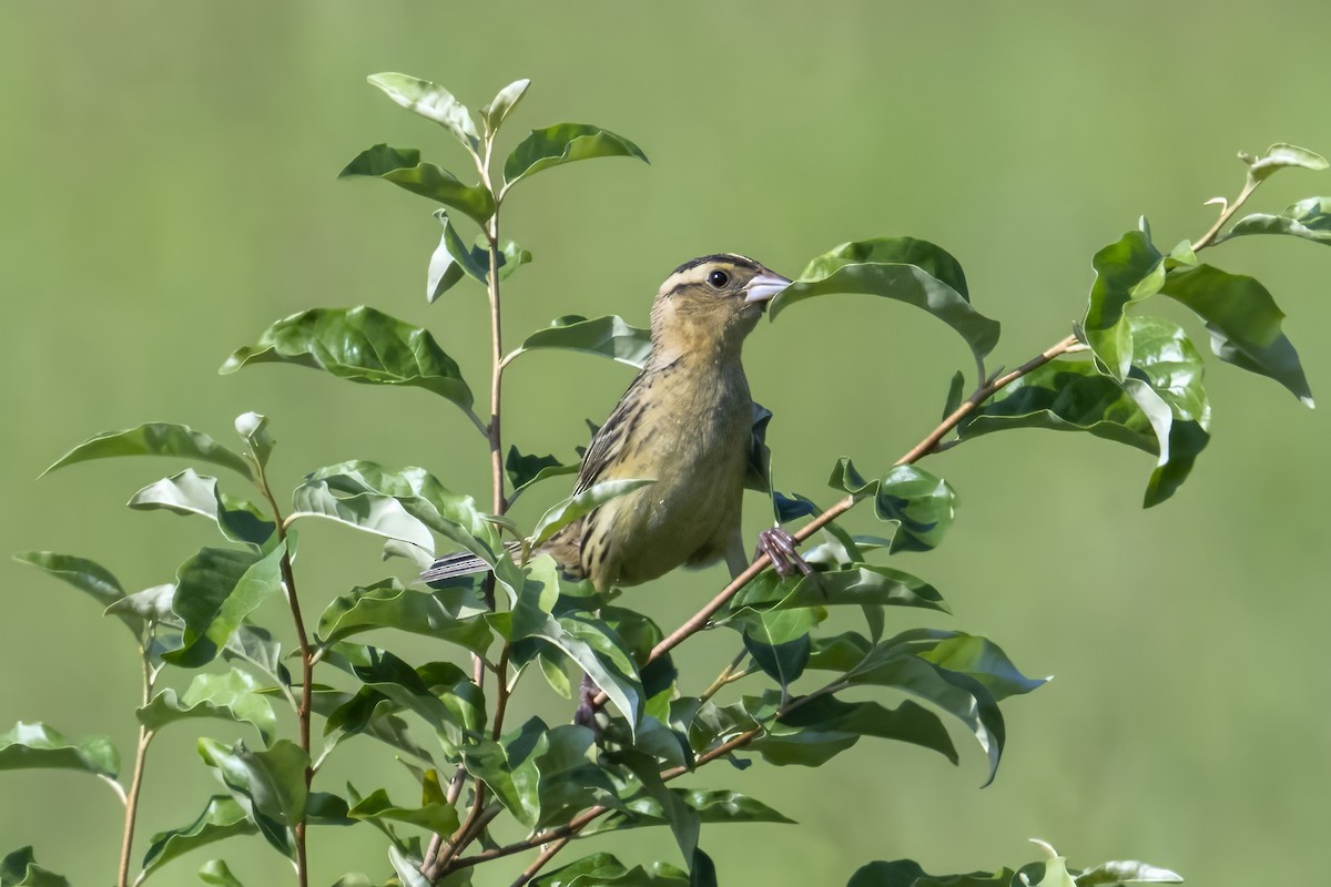 Bobolink - ML591433491