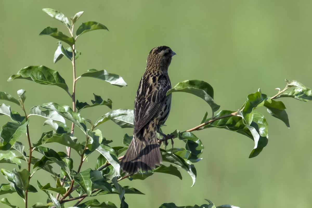 Bobolink - Caleb Myers