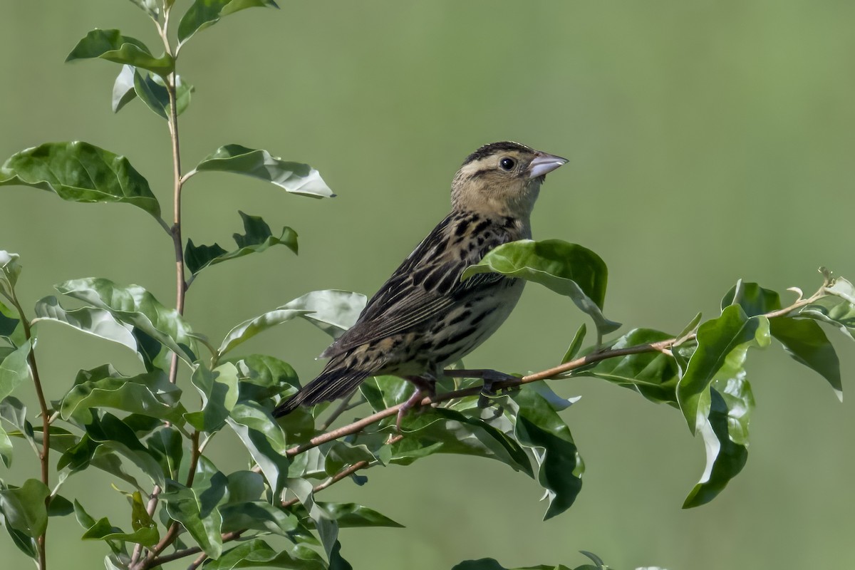 Bobolink - Caleb Myers