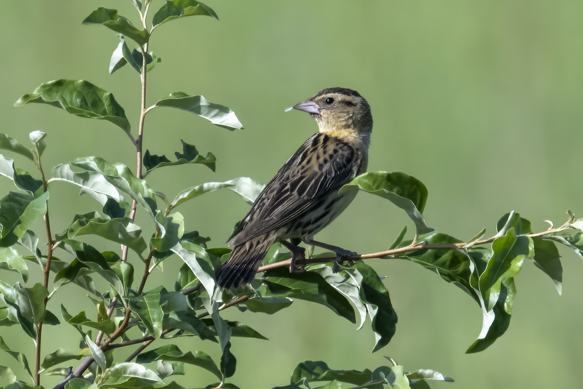 Bobolink - Caleb Myers