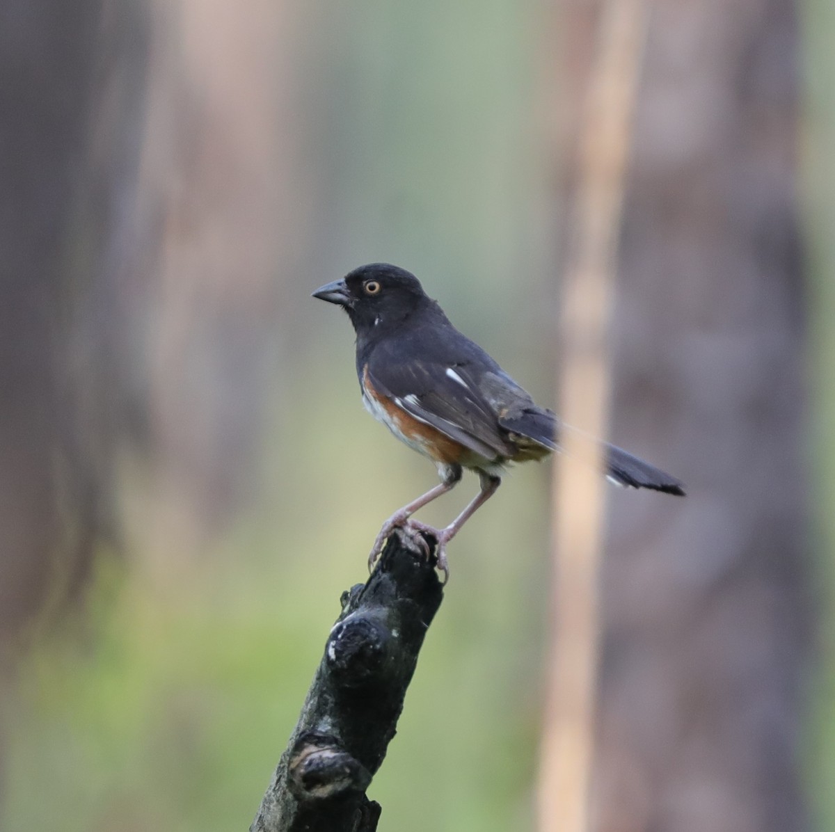 Eastern Towhee - ML591434411