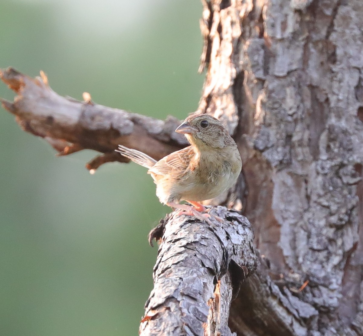 Bachman's Sparrow - ML591434551