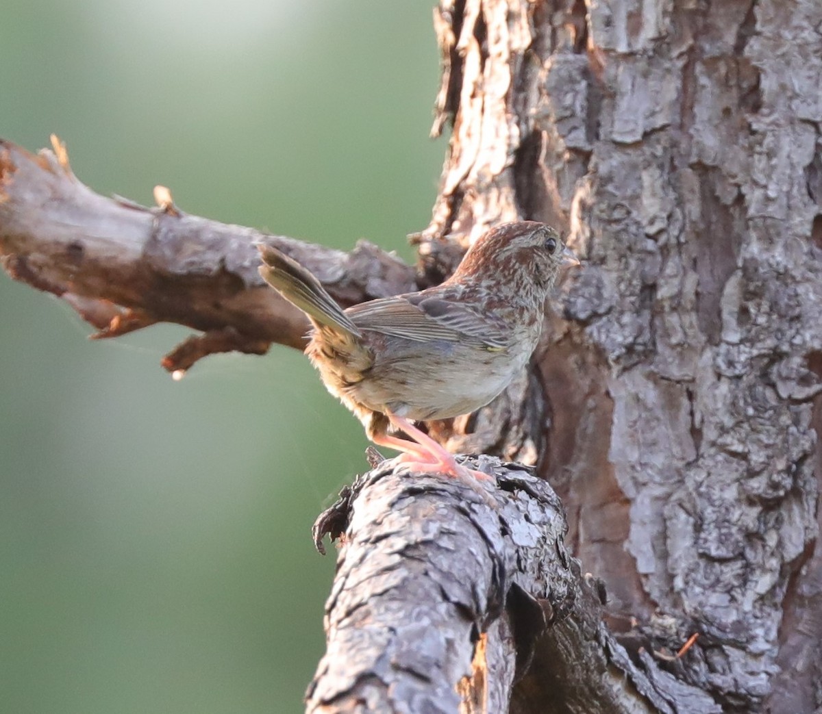 Bachman's Sparrow - ML591434581