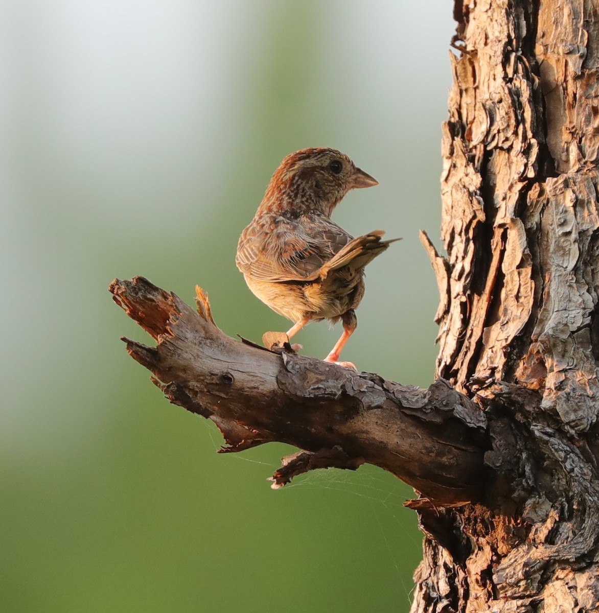 Bachman's Sparrow - ML591434591