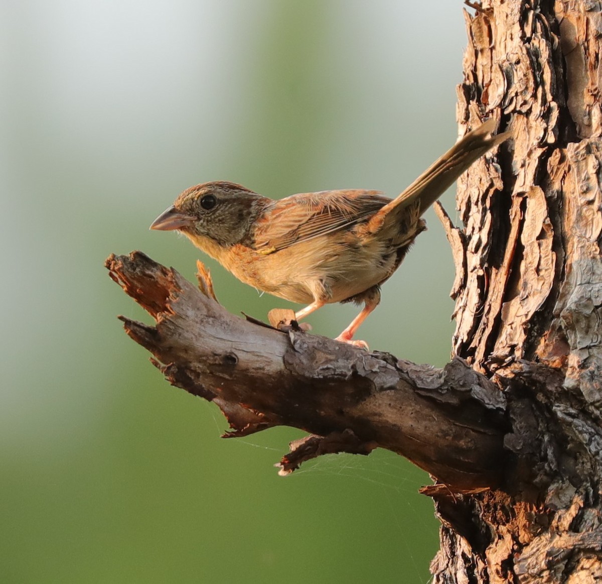 Bachman's Sparrow - ML591434631