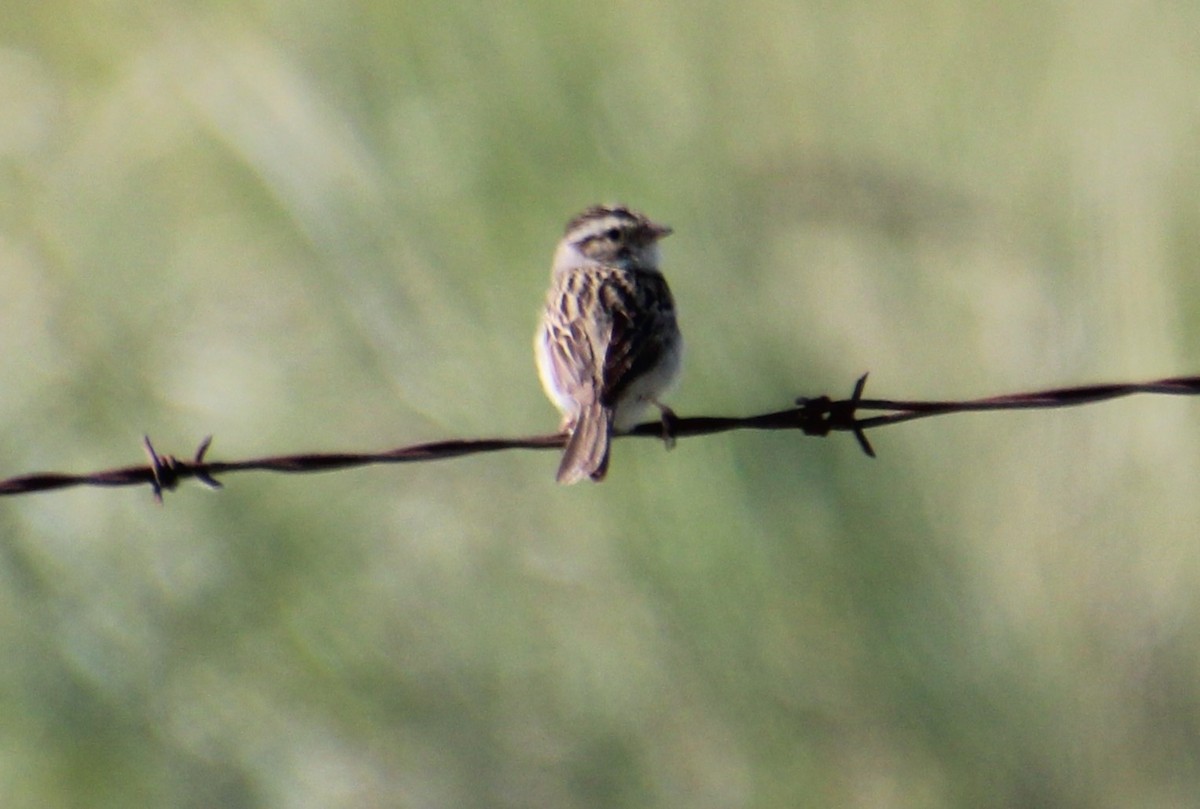 Clay-colored Sparrow - ML591435201