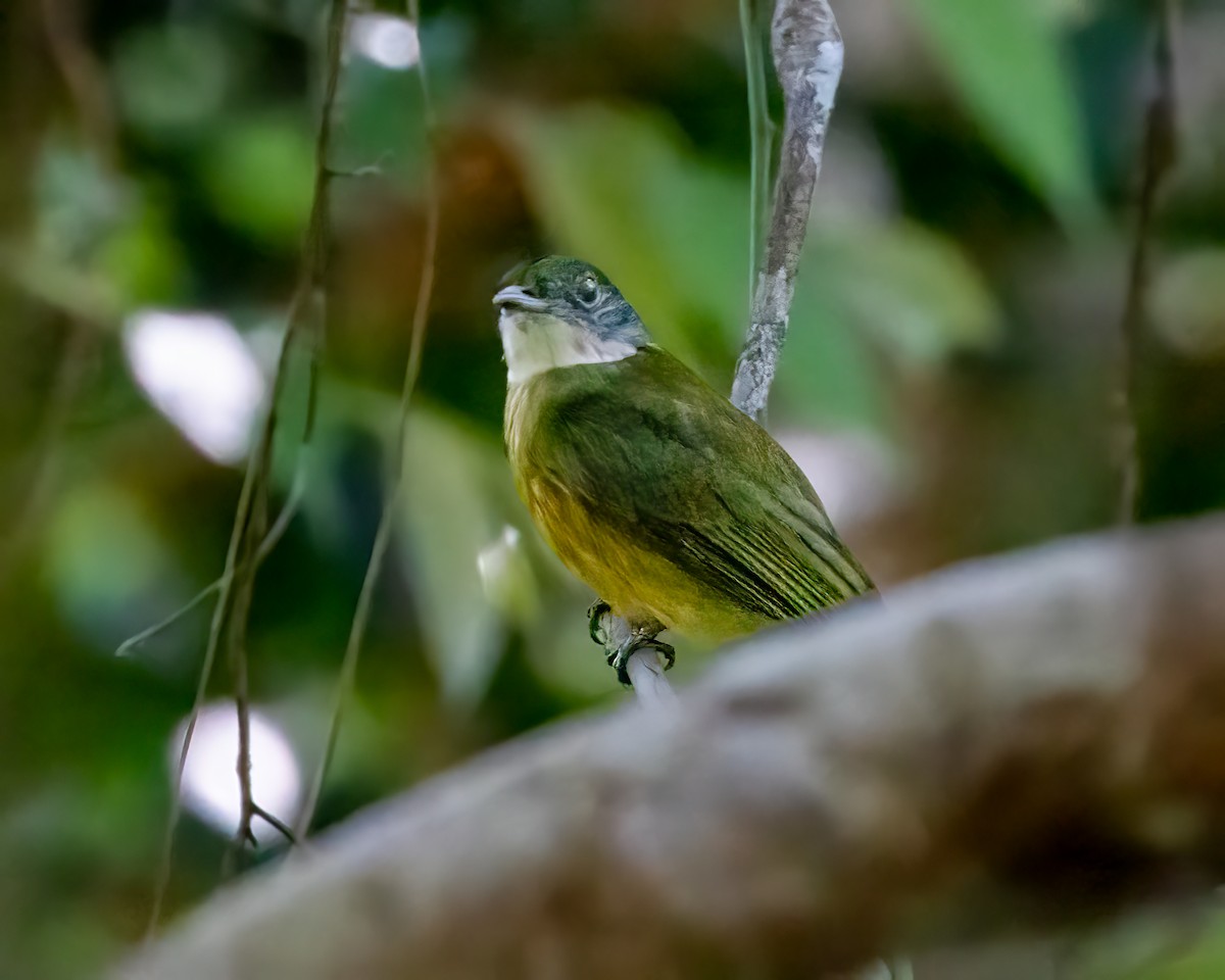 Orange-crowned Manakin - Erik Dahl