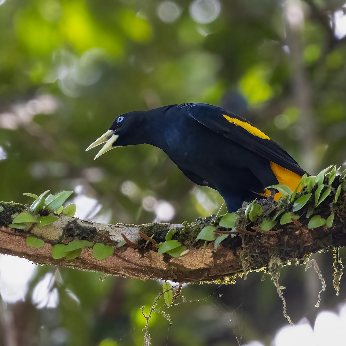 Yellow-rumped Cacique - ML591436061