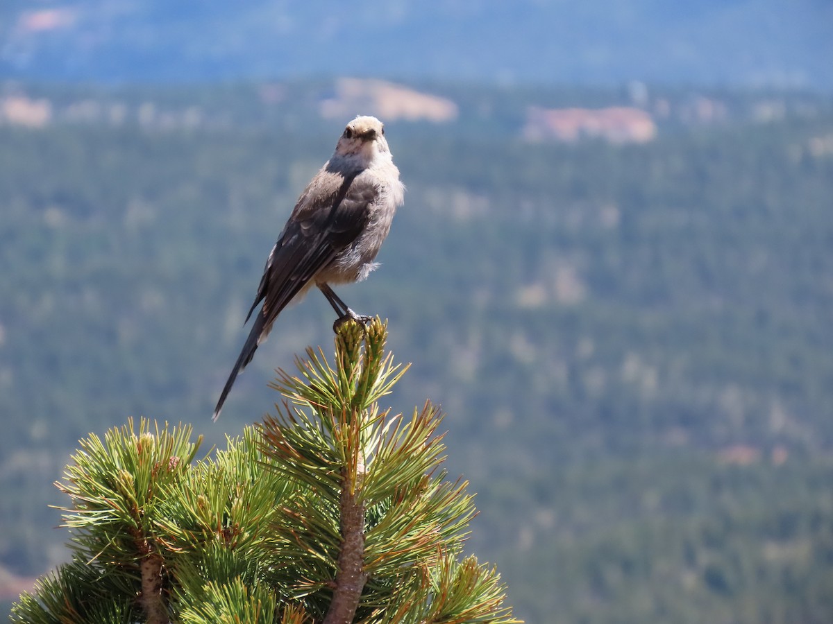 Canada Jay - ML591437811