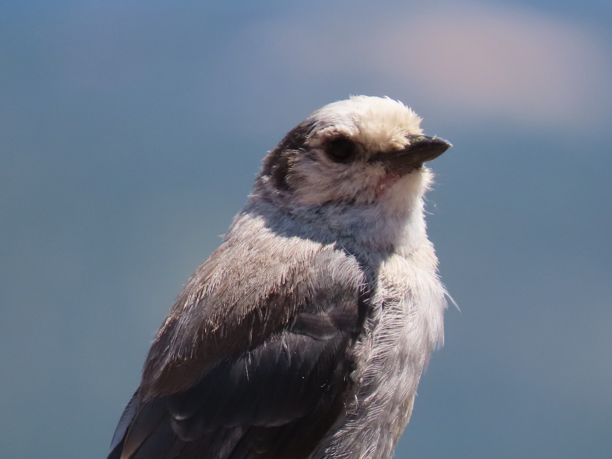 Canada Jay - David Weiss