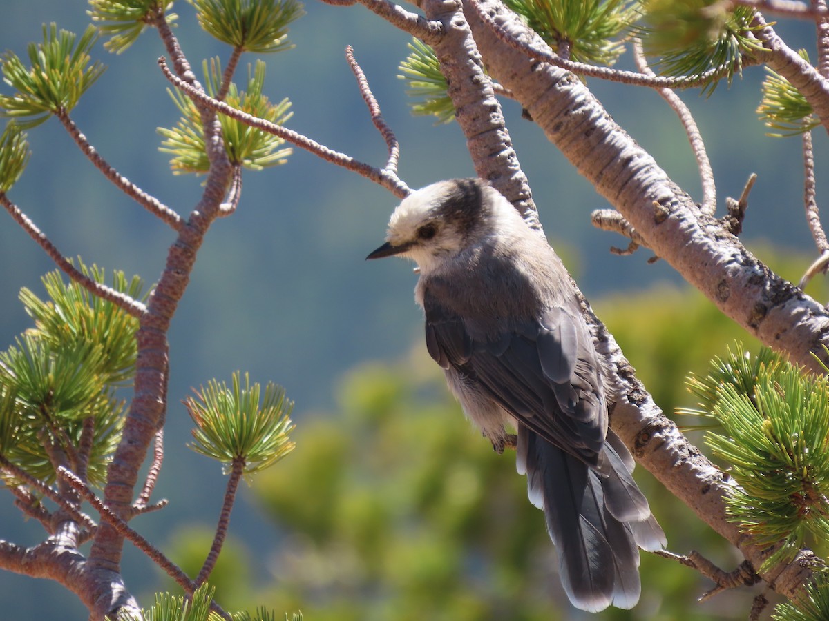 Canada Jay - ML591438971