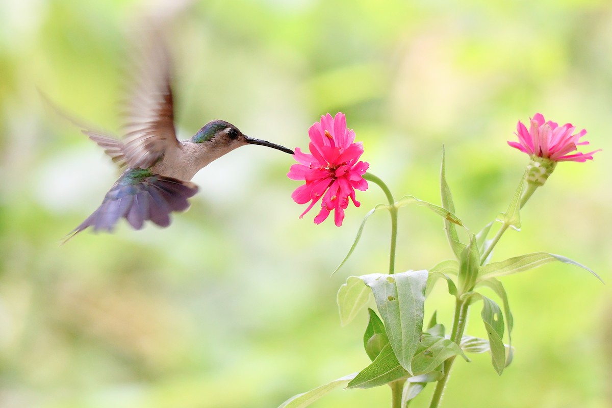 Wedge-tailed Sabrewing - Cornelio Chablé