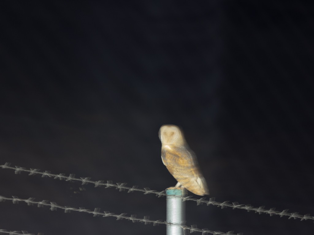 sova pálená - ML591440161