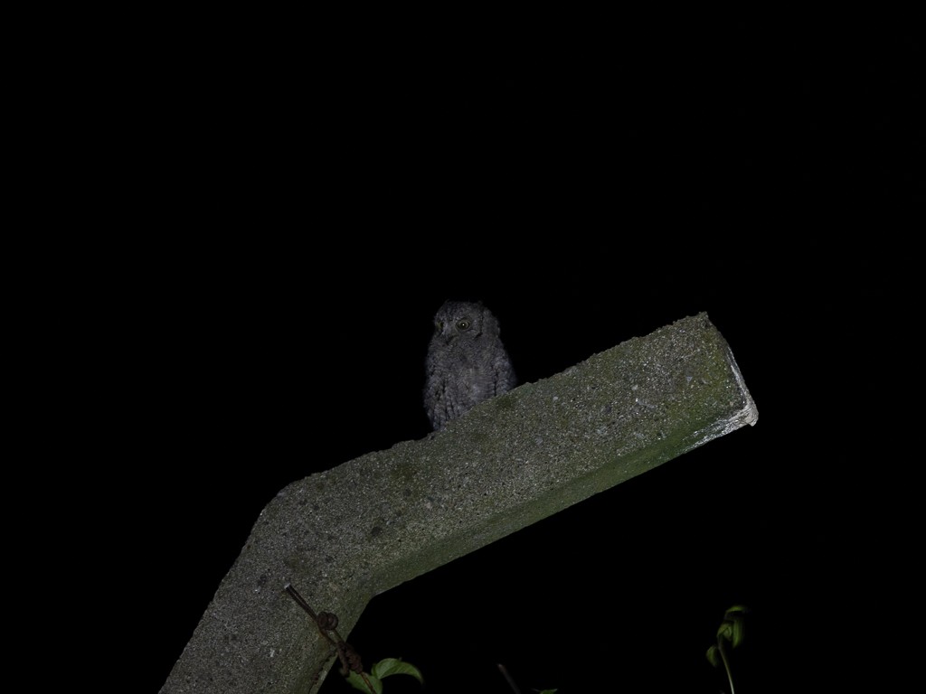 výreček malý - ML591440231