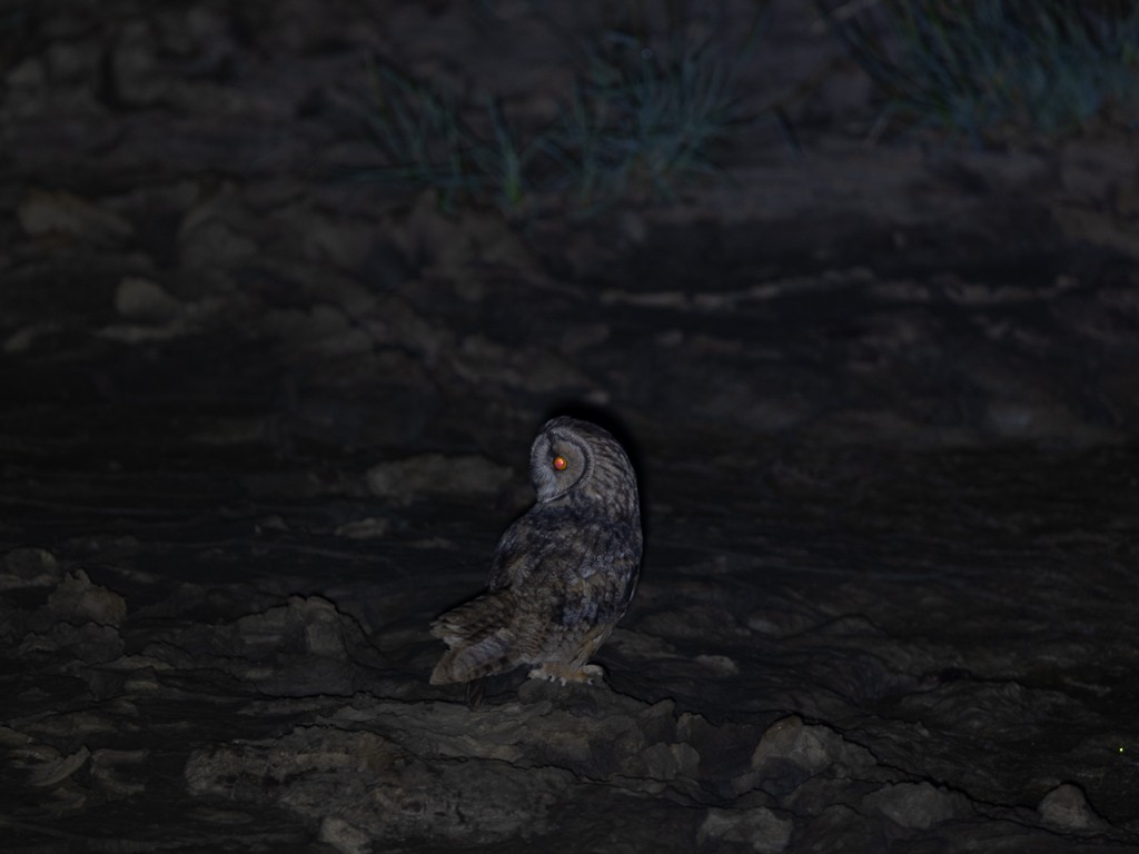 kalous ušatý - ML591440311