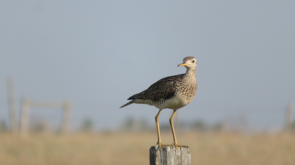 Upland Sandpiper - Rudolf Koes