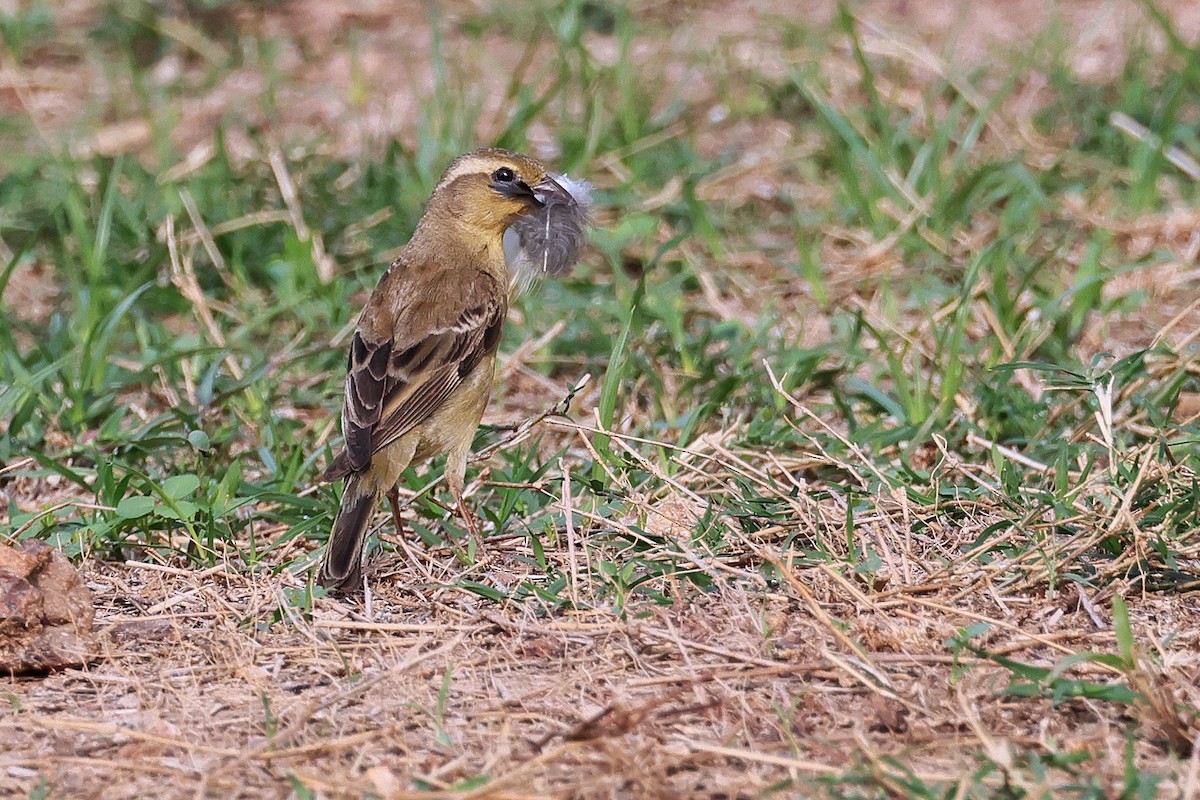 Plain-backed Sparrow - ML591441951