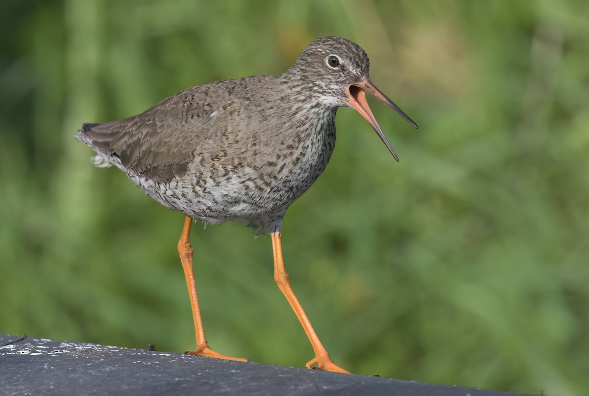 Common Redshank - ML591442151