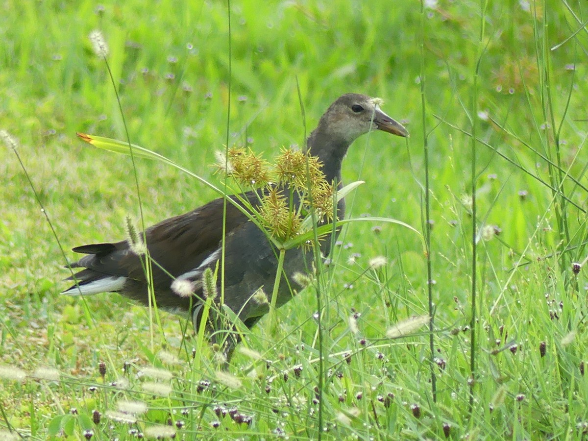 Common Gallinule - Betty Holcomb