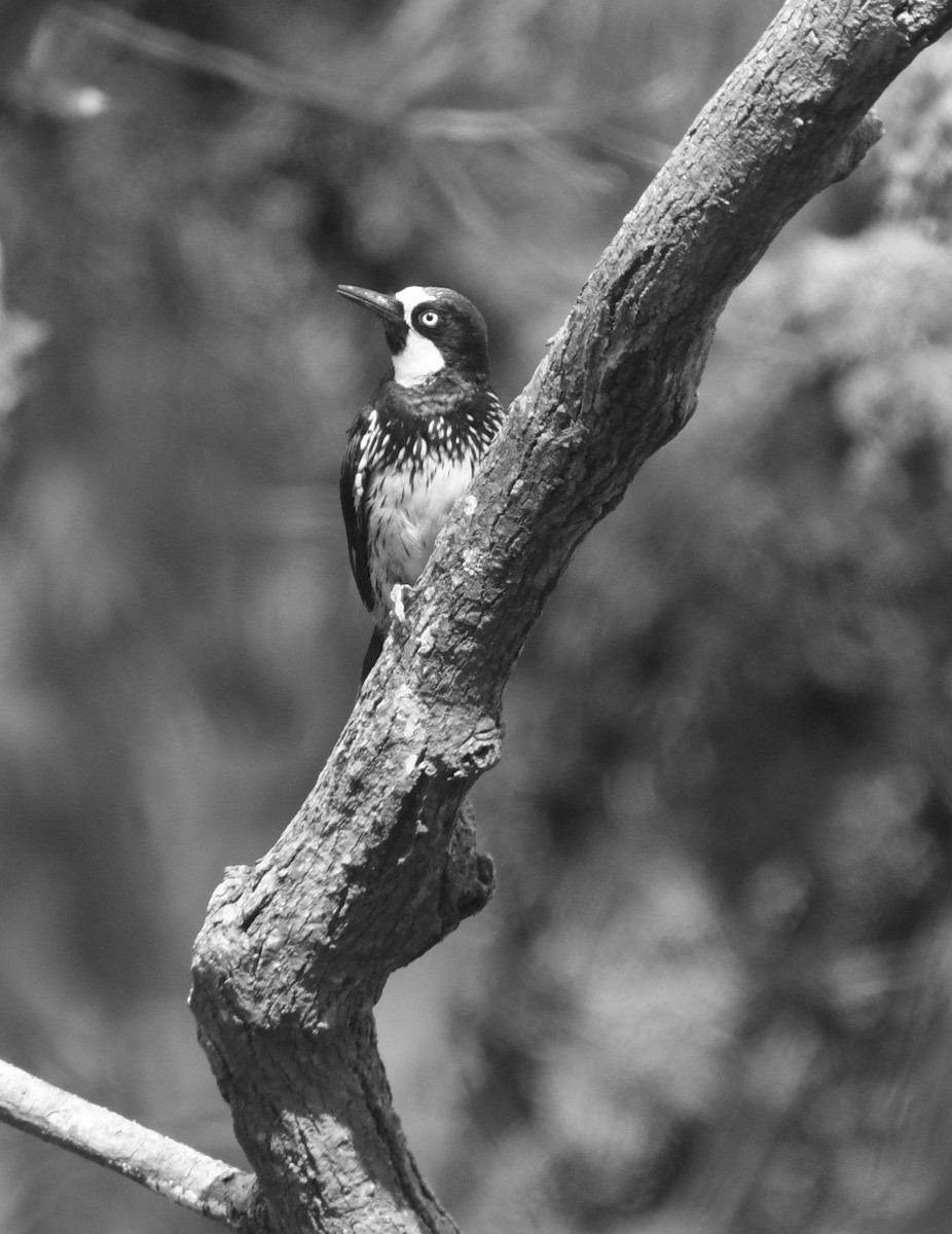 Acorn Woodpecker - ML591443921