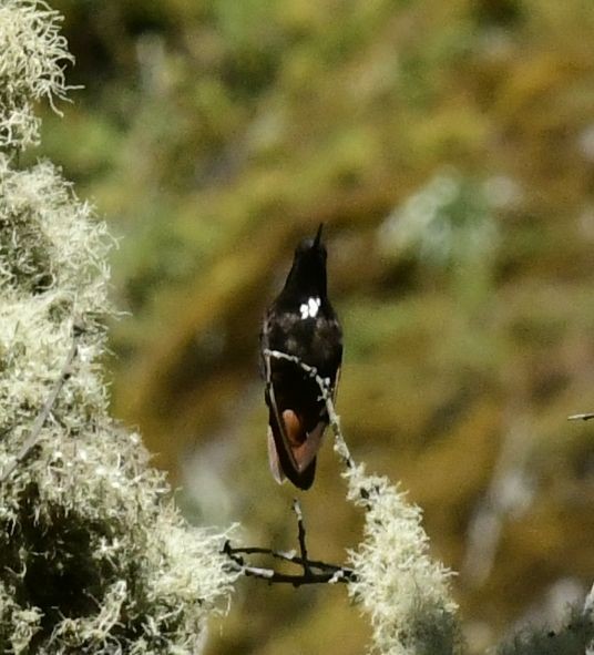 kolibřík černokápý - ML591443981