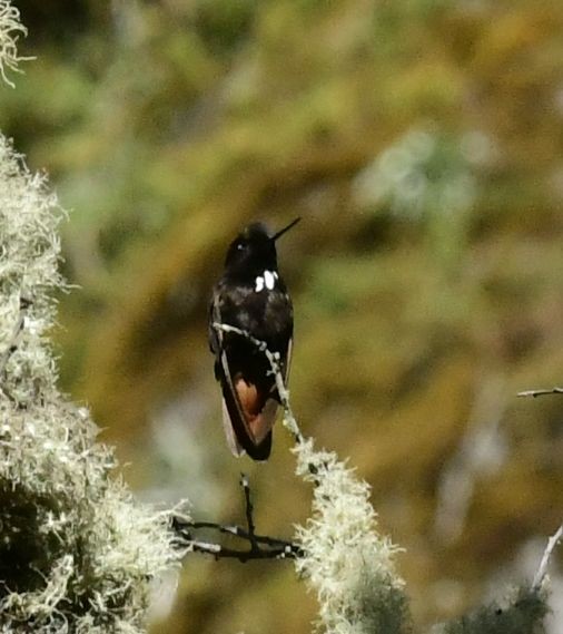 kolibřík černokápý - ML591444011