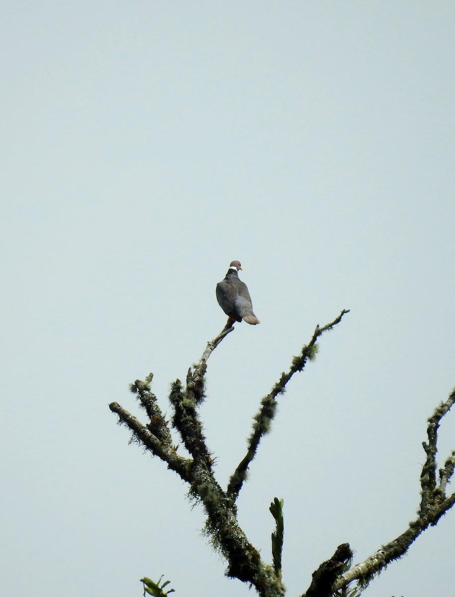 Band-tailed Pigeon - Erick Barbato