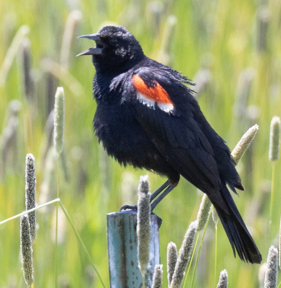 Red-winged/Tricolored Blackbird - ML591444611