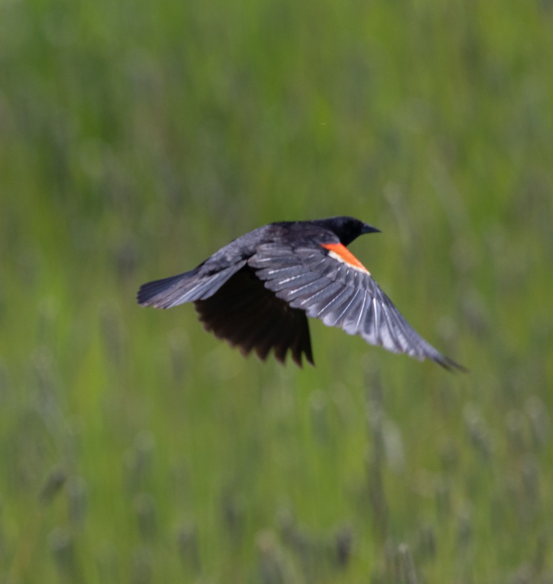 Red-winged/Tricolored Blackbird - ML591444621
