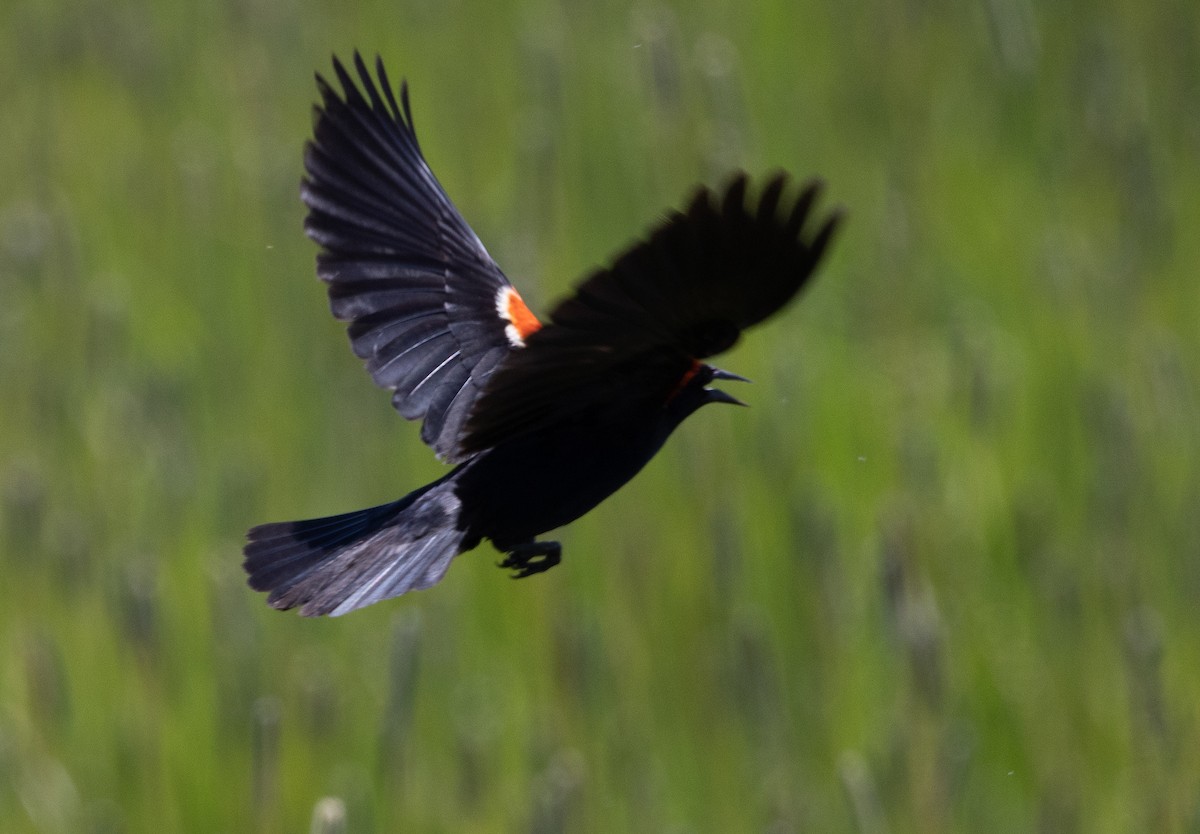 Red-winged/Tricolored Blackbird - ML591444631