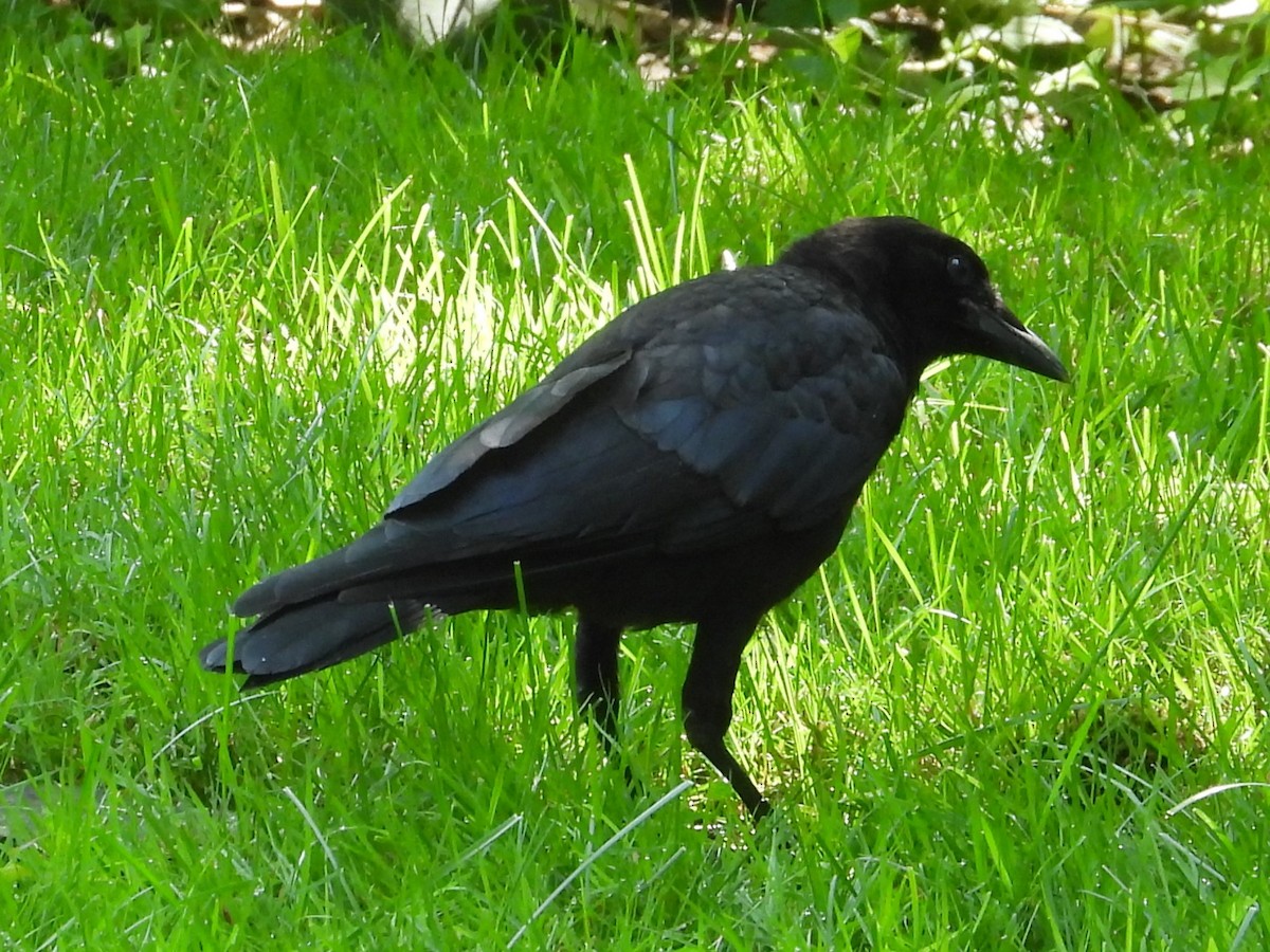 American Crow - ML591445371