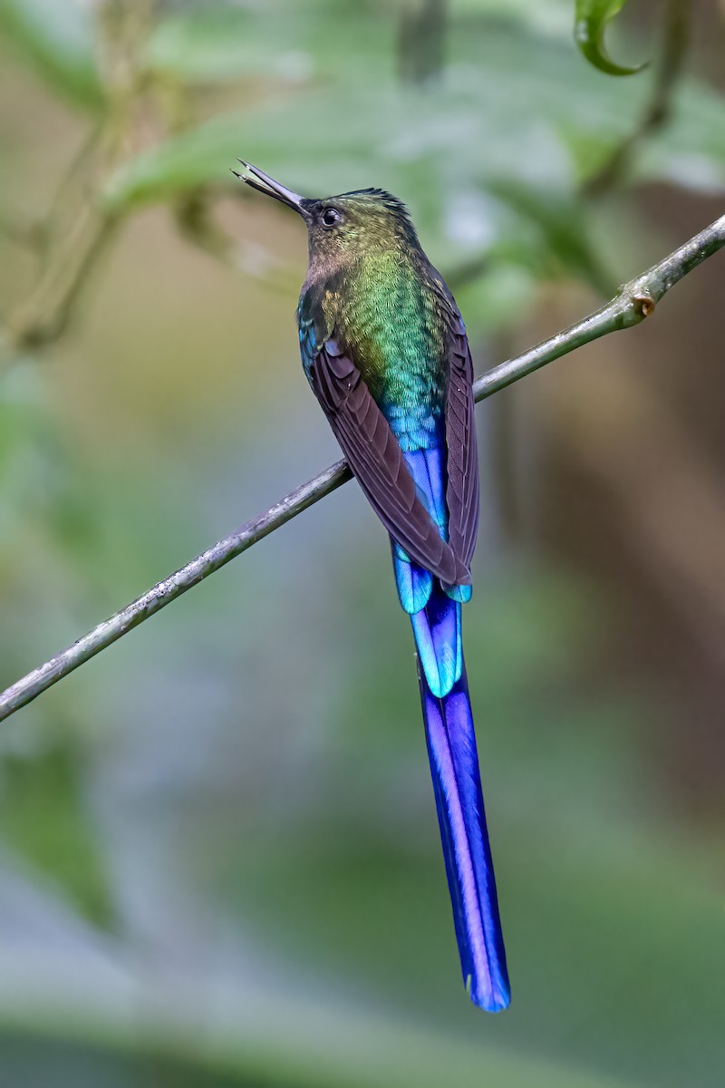 Violet-tailed Sylph - ML591446291