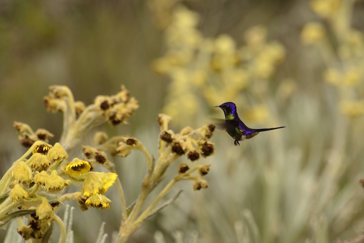 Purple-backed Thornbill - ML591446501