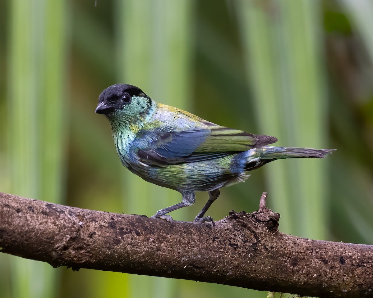Black-capped Tanager - ML591447341