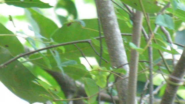 Northern White-fringed Antwren - ML591447391