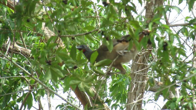 Rufous-vented Chachalaca - ML591447401