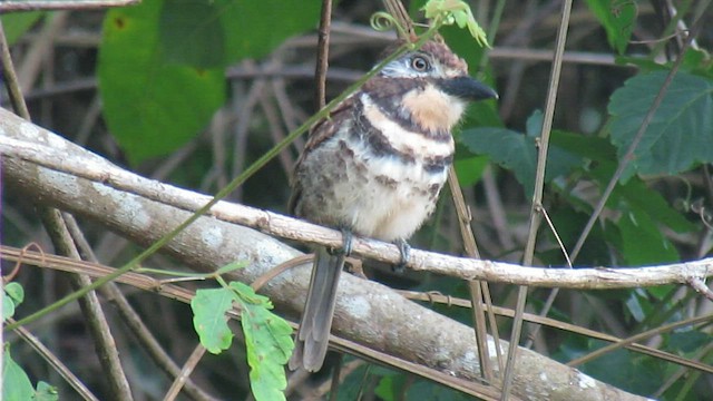 Two-banded Puffbird - ML591447461