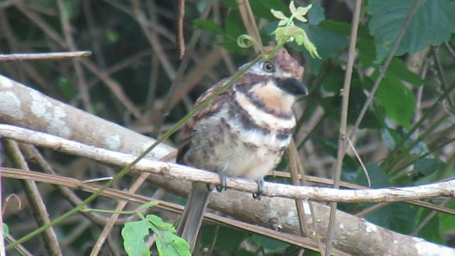Two-banded Puffbird - ML591447541