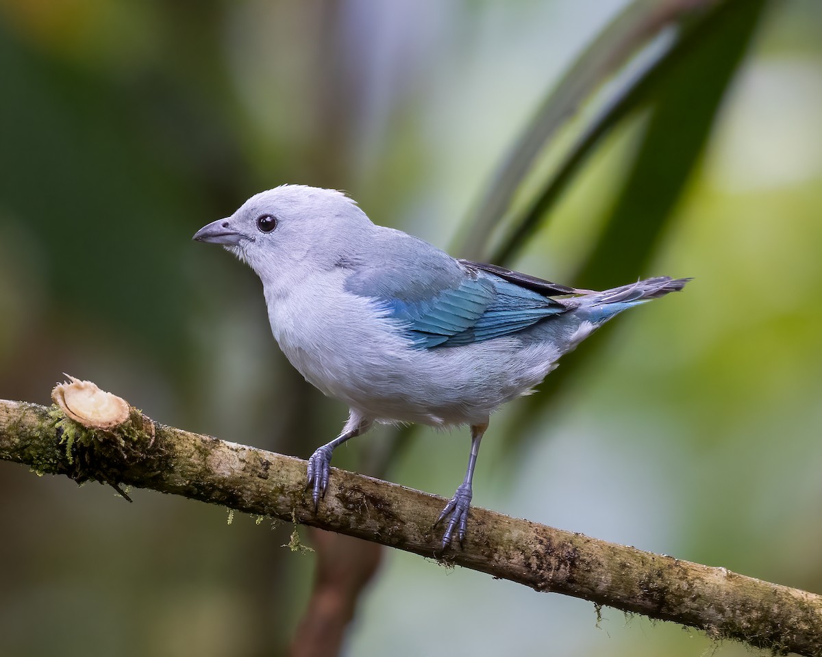 Blue-gray Tanager - ML591447631