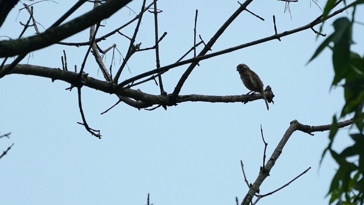 Song Sparrow - ML591447641