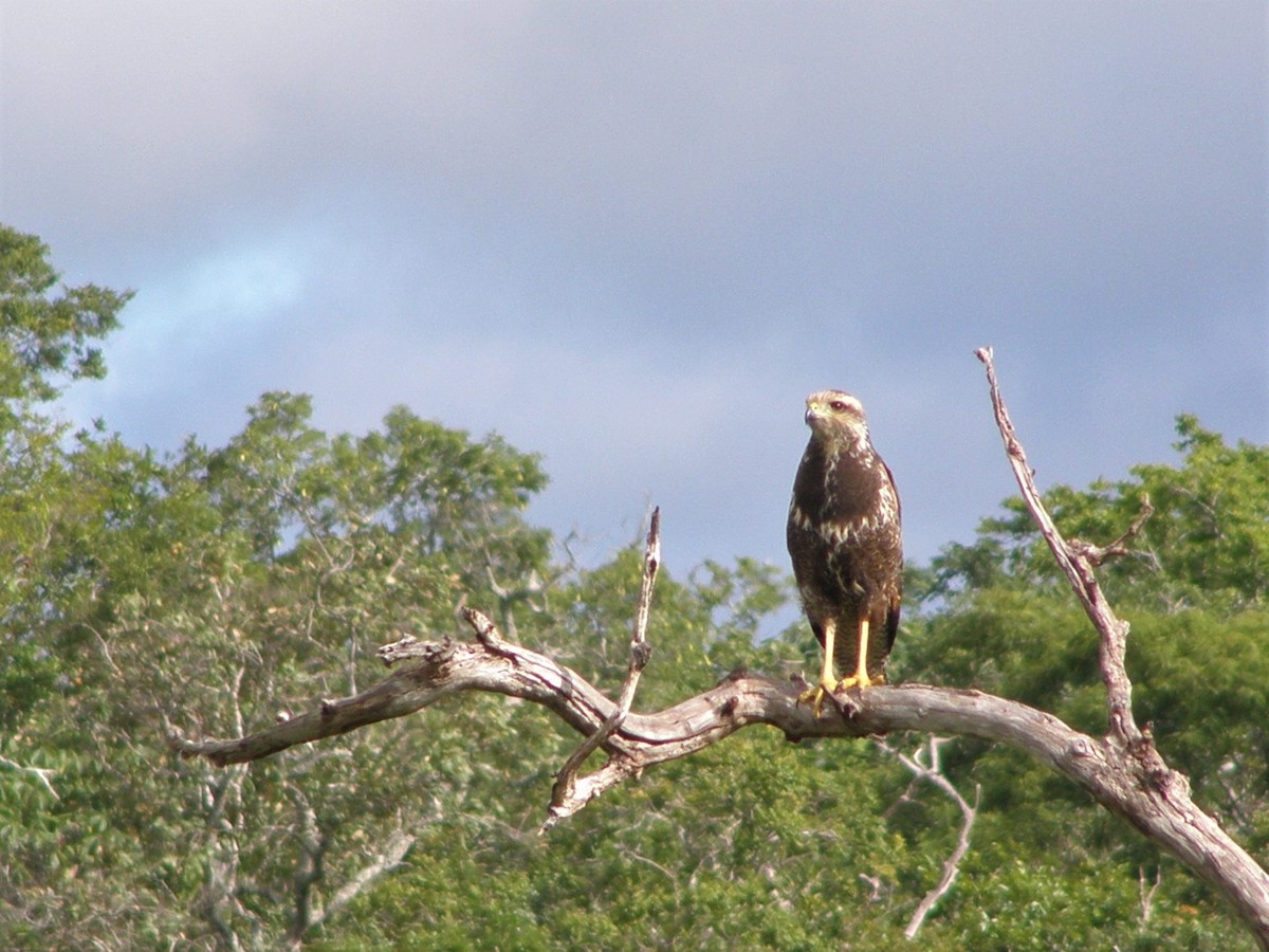 Savanna Hawk - ML591447991