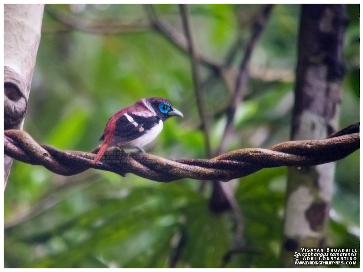 Visayan Broadbill - ML59144811