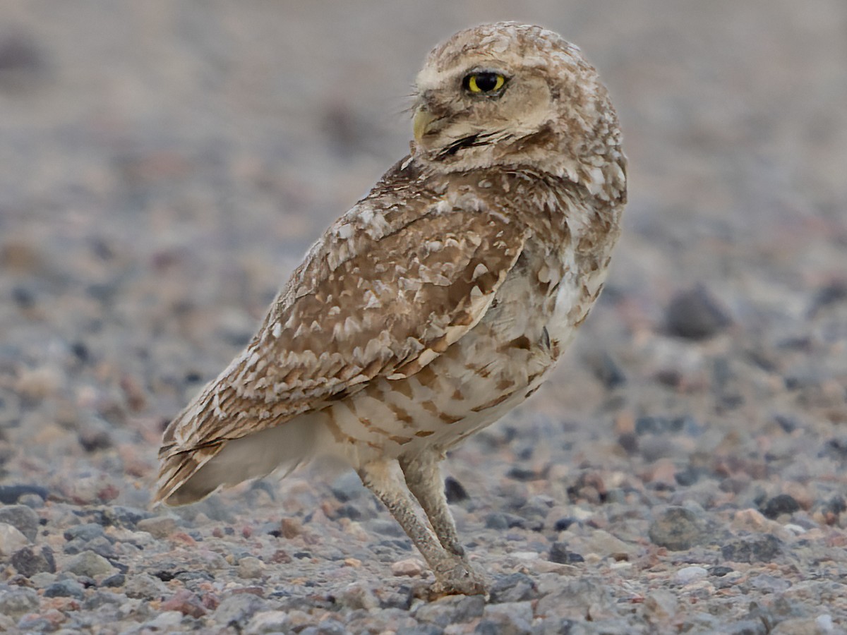 Burrowing Owl - Grant Price