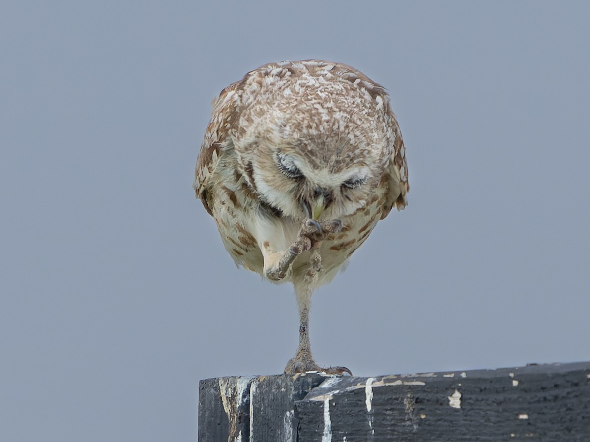 Burrowing Owl - Grant Price