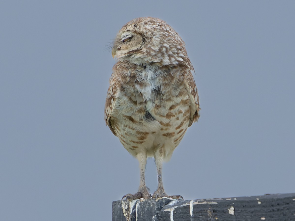 Burrowing Owl - Grant Price