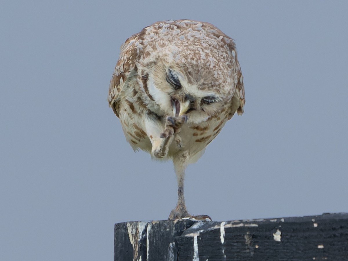 Burrowing Owl - Grant Price