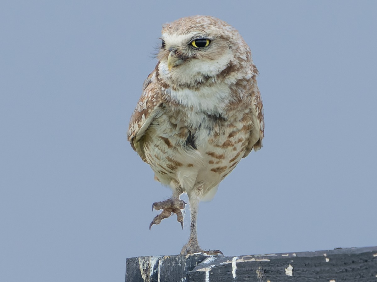 Burrowing Owl - Grant Price